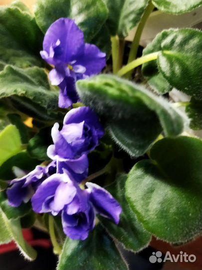 Фиалки, фуксии