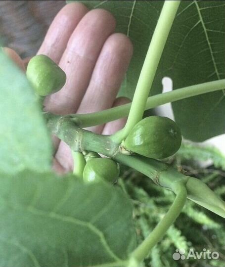 Инжир комнатный плодоносящий