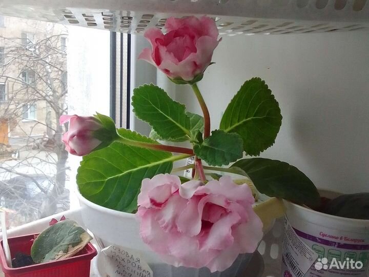 Глоксинии цветущие