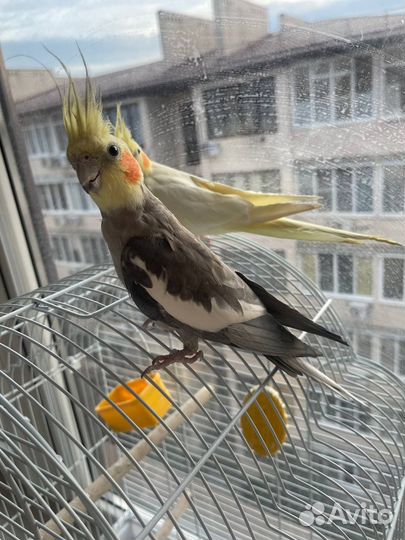 Попугай корелла