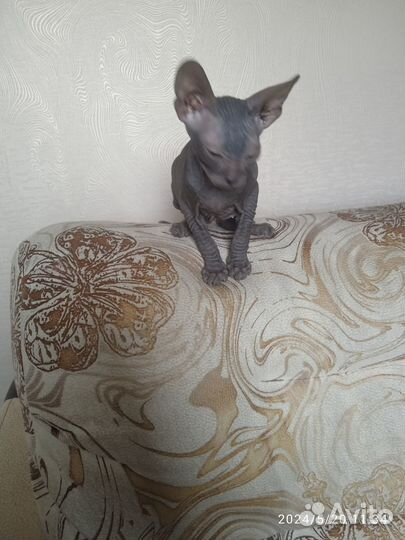 Котята сфинкс