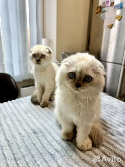 Шотландец вислоухий хайленд