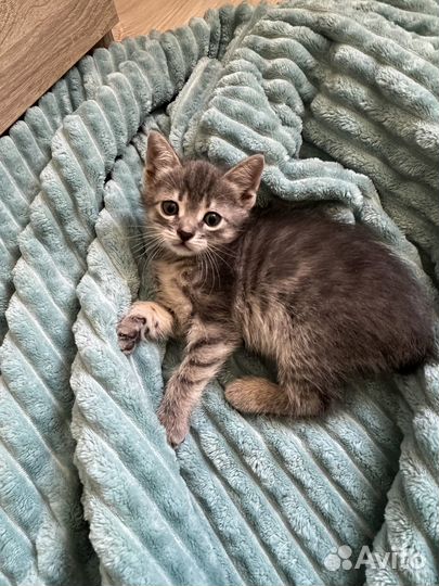 Кошечка для плюса к Вашей карме