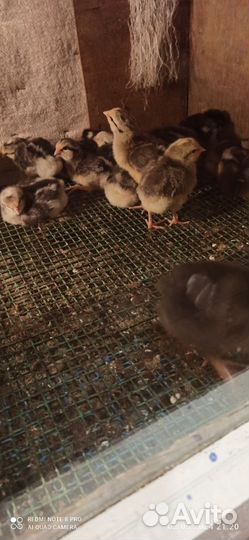 Породные цыплята Борковская Барвистая