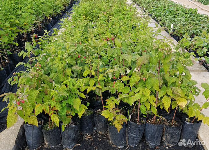 Продаются саженцы малины зкс и окс