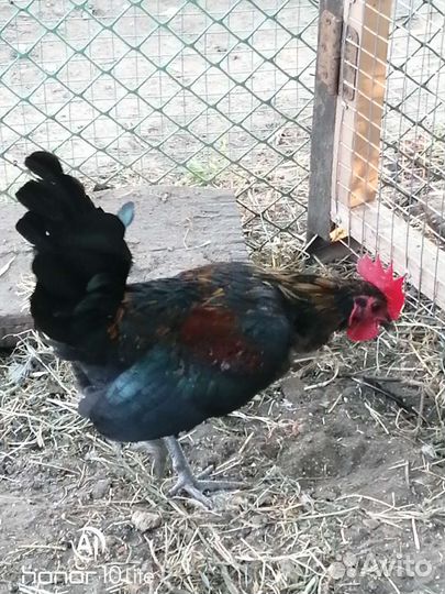 Молодые петушки