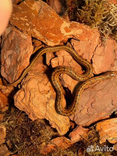 Узорчатый полоз