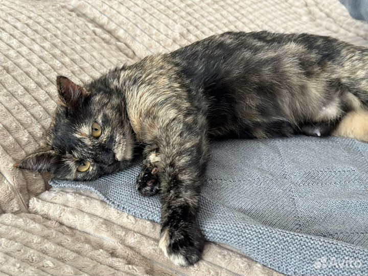 Кошечка кошка черепаховая в ответственные руки