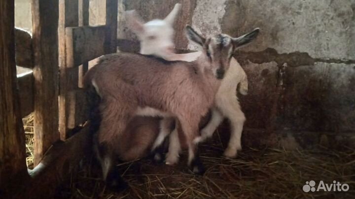 Альпийские козлята