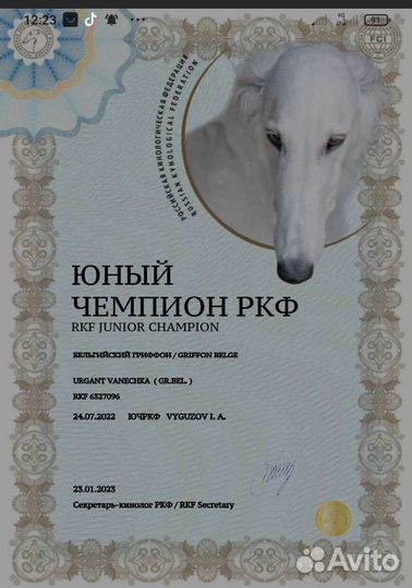 Гриффон на вязку