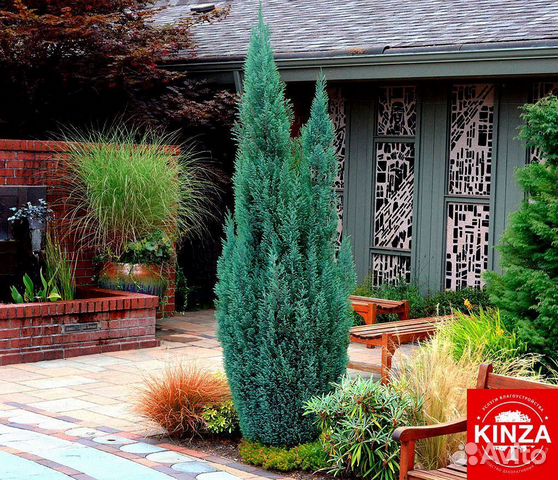 Можжевельник блю эрроу для дачи и дома