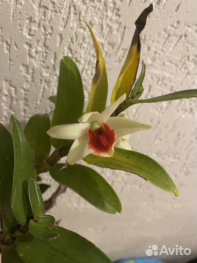 Дендробиум