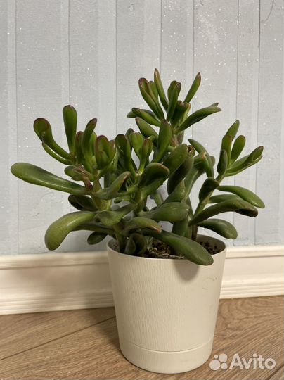 Толстянка Крассула овата хорн три