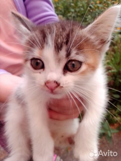 Котенок мальчик добрые руки