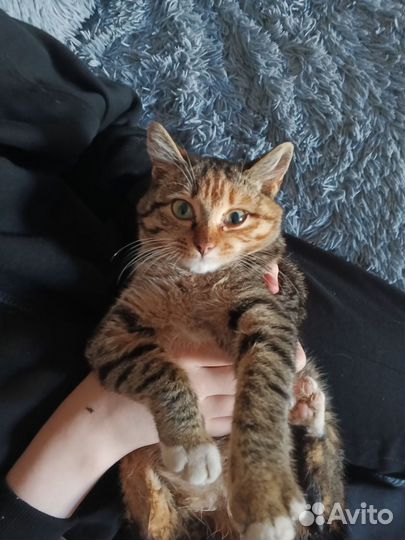Кошка
