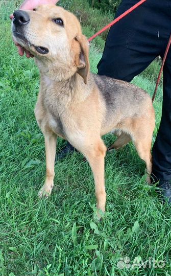 Собака в добрые руки отдам бесплатно