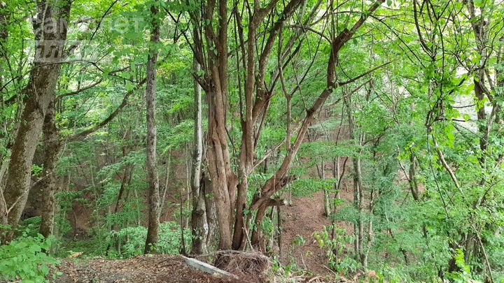 Участок 16 сот. (ИЖС)