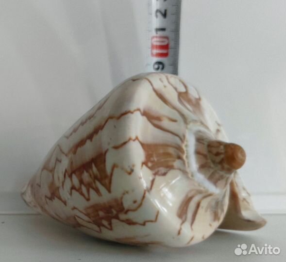 Ракушка морская большая