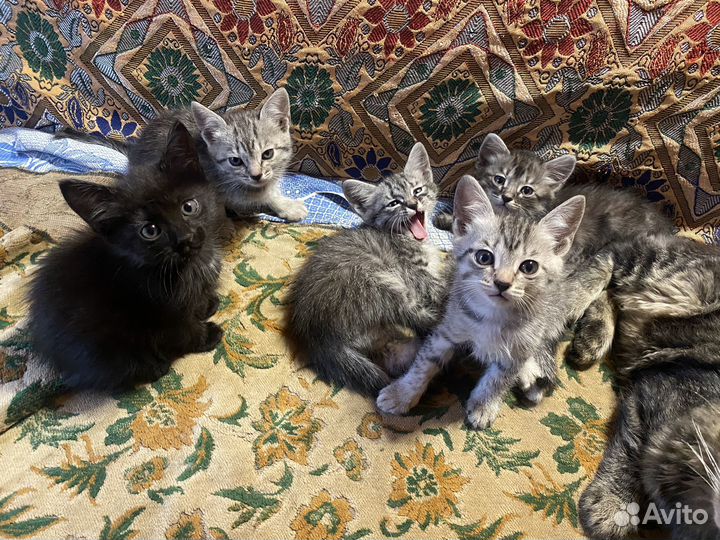 Котята в добрые руки