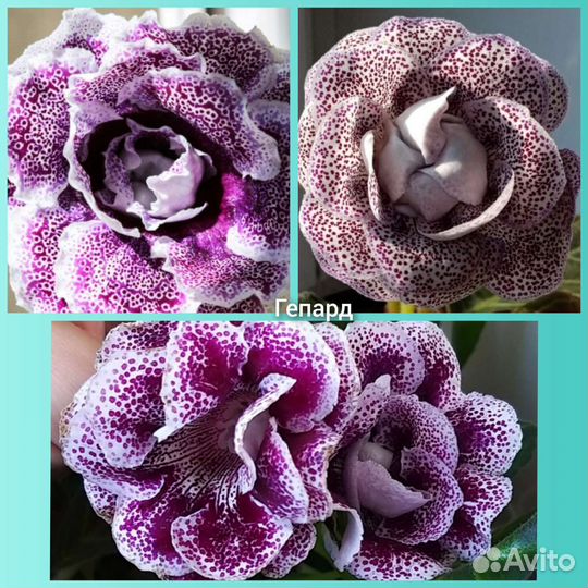 Глоксиния махровая