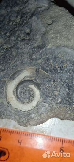 Окаменелость