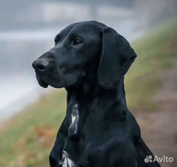 Вязка кобель Курцхар