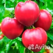 Томат Амурский Тигр, Бычье Сердце, Боярин