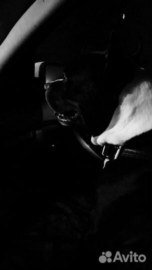 Вязка собаки амстафф