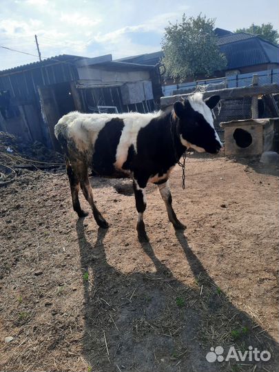 Корова дойная с бычком, телка, боров на племя