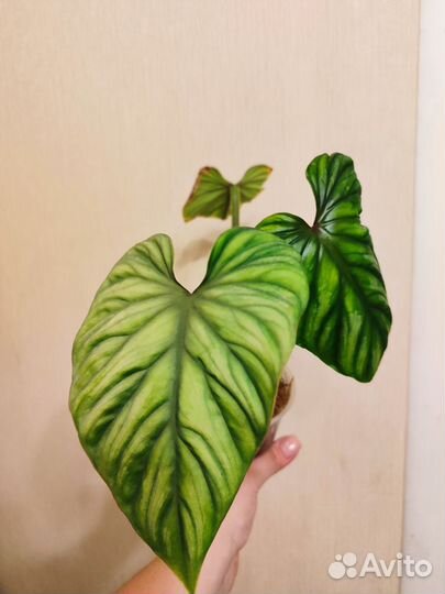 Филодендрон пловмани