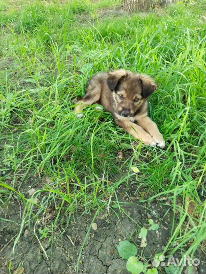 Щенок в добрые руки