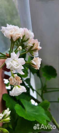 Герань пеларгония розебудная