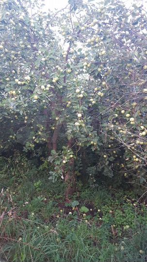 Дом 32 м² на участке 36 сот.