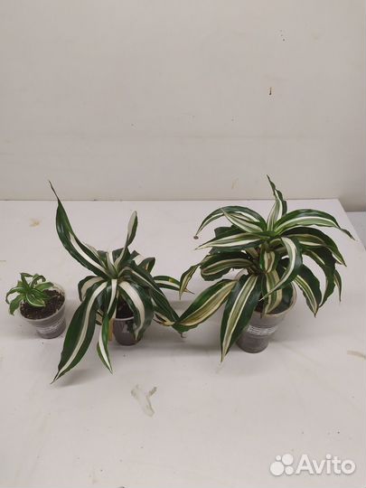 Редкие драцены для дома