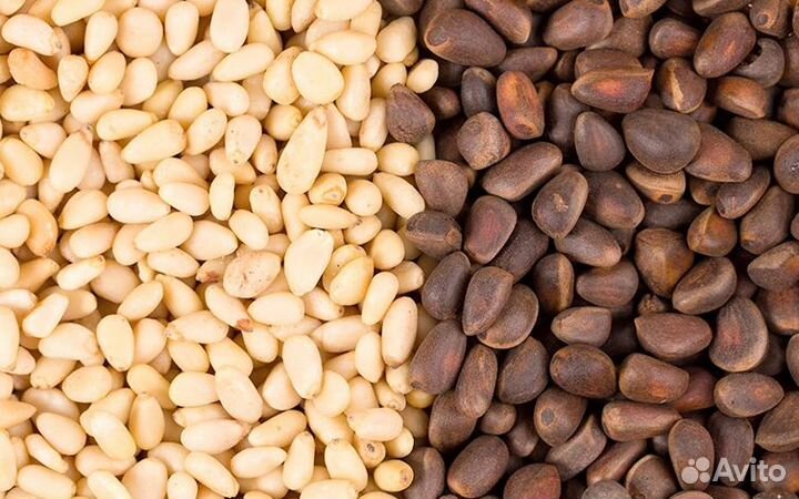 Ядро кедрового ореха оптом