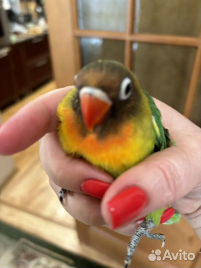 Продам попугаев неразлучников