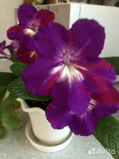 Стрептокарпусы Рарог и Попугай