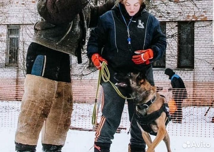 Дрессировка собак для охраны и общее послушание