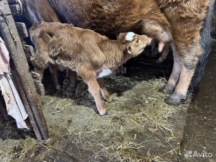 Телёнок бычок