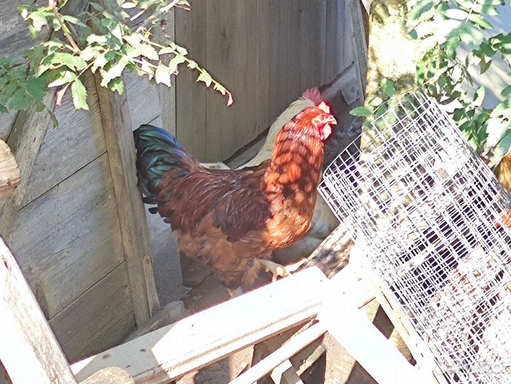 Молодые петухи