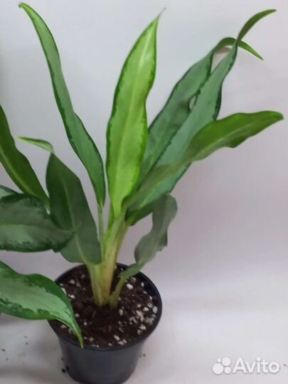 Аглаонема white лайн