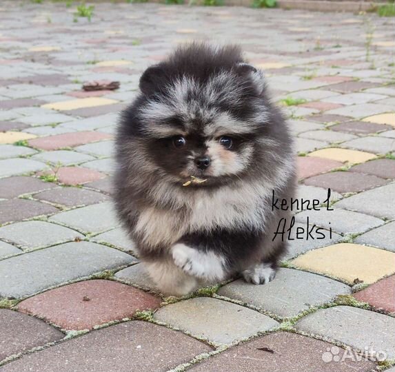 Шпицы мишки