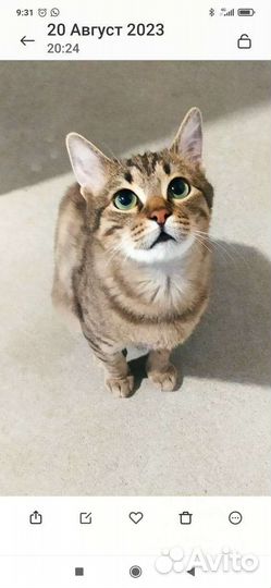 Котенок кот кастрирован мальчик 7 месяцев