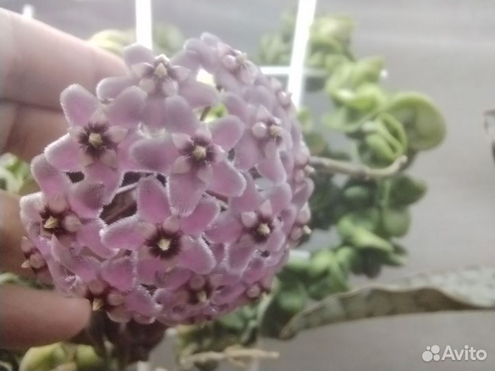 Хойя компакта