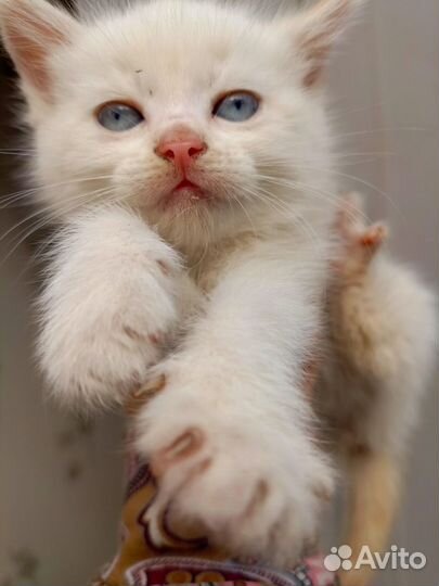 Белая кошка с голубыми глазами