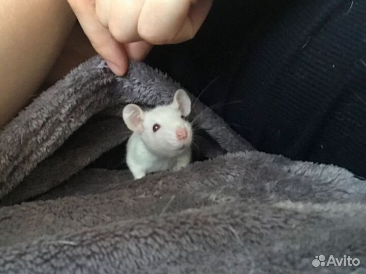 Крыска альбинос