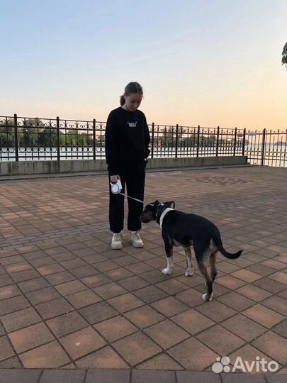 Выгул собак