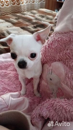 Передержка маленьких собачек