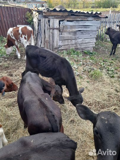 Бычки-телочки симинталки