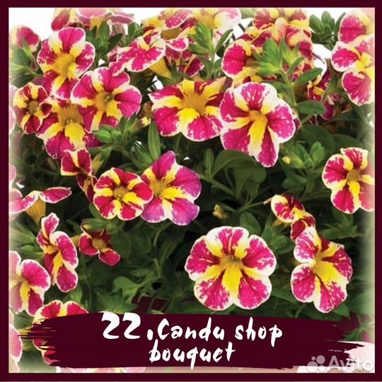 Срезы калибрахоа